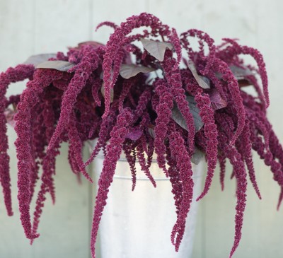 Amaranth Ruby